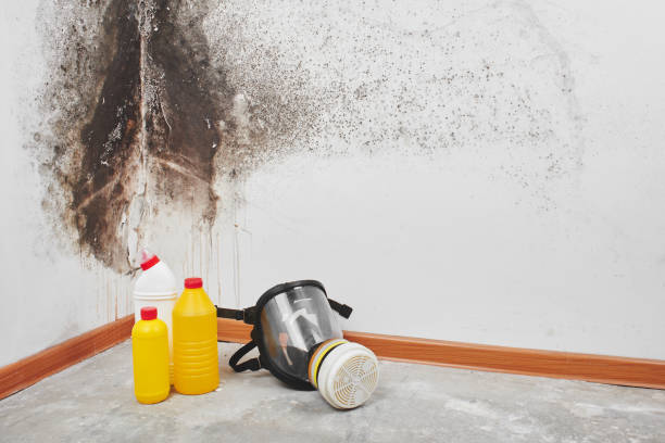 Best Mold Cleaning Services  in West Sharyland, TX