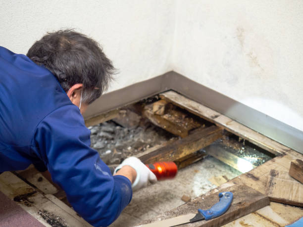 Best Mold Removal Process  in West Sharyland, TX