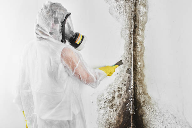 Best Mold Removal Company Near Me  in West Sharyland, TX