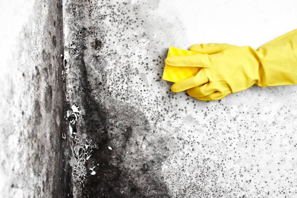 Certified Mold Removal in West Sharyland, TX