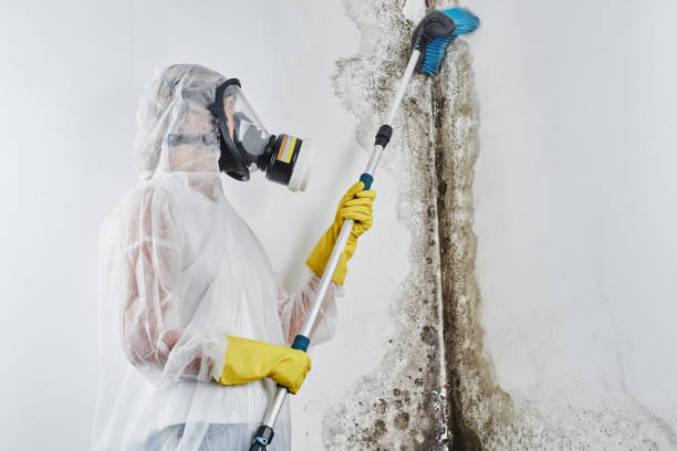 Best Mold Remediation  in West Sharyland, TX