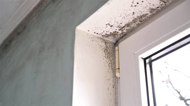 Best Fast Mold Removal  in West Sharyland, TX