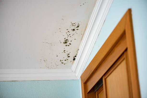 Best Commercial Mold Removal  in West Sharyland, TX