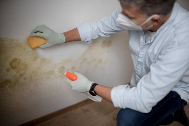 Best Residential Mold Removal  in West Sharyland, TX