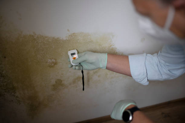 Trusted West Sharyland, TX Mold Removal Experts