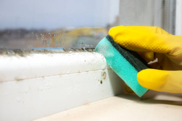 Best Affordable Mold Removal  in West Sharyland, TX