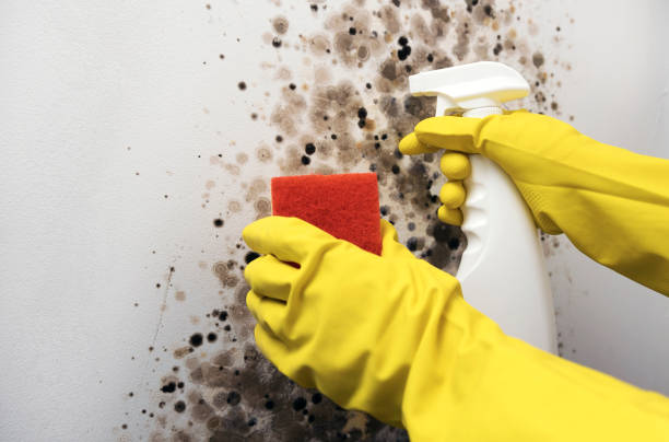 Best Professional Mold Removal  in West Sharyland, TX