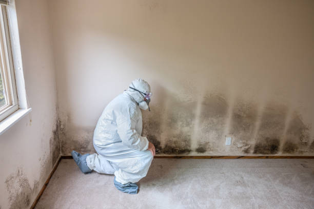 Best Certified Mold Removal  in West Sharyland, TX