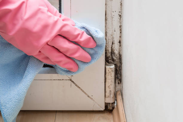 Best Best Mold Removal Companies  in West Sharyland, TX