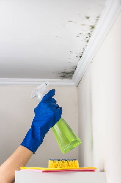 Best Residential Mold Removal  in West Sharyland, TX